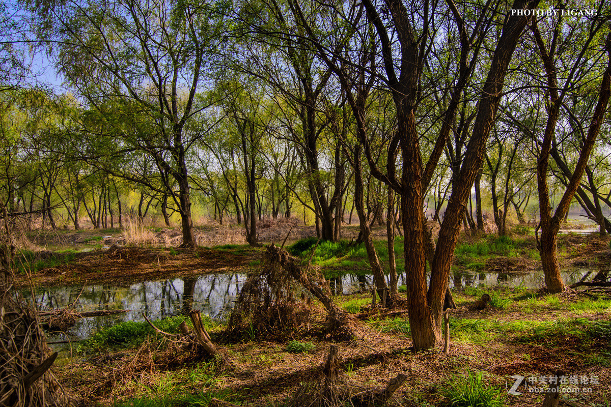 《灞河湿地的树林》