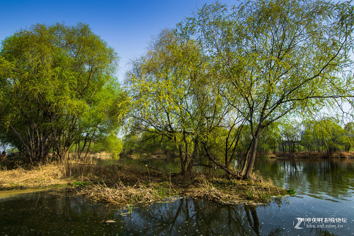 《灞河湿地的树林》