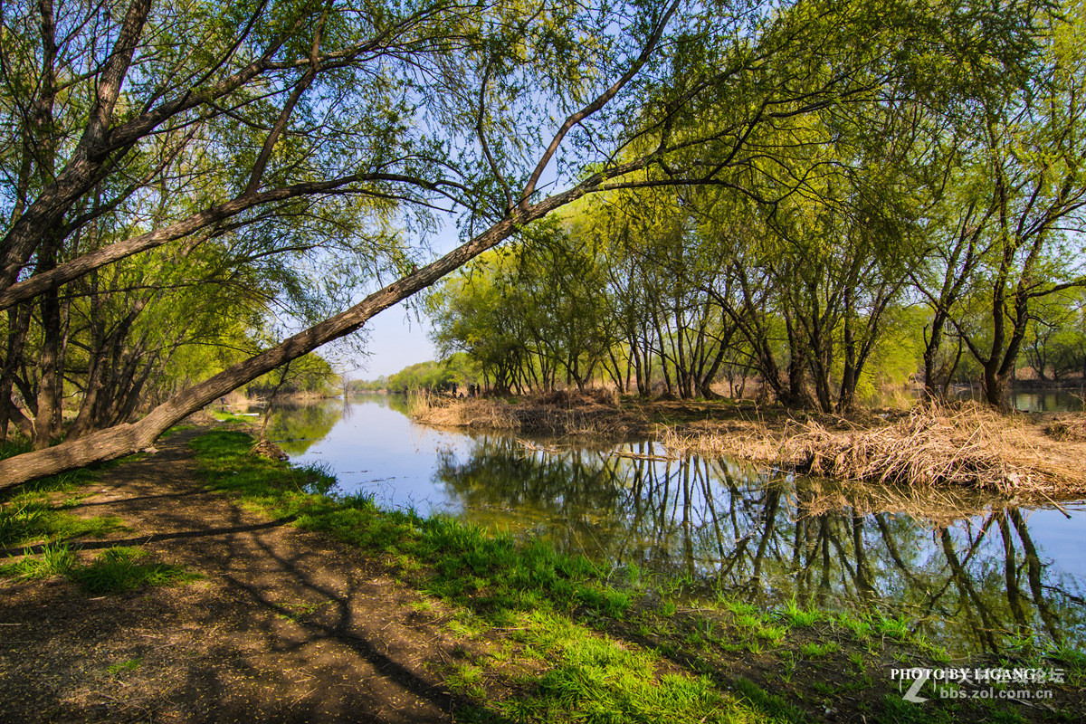 《灞河湿地的树林》