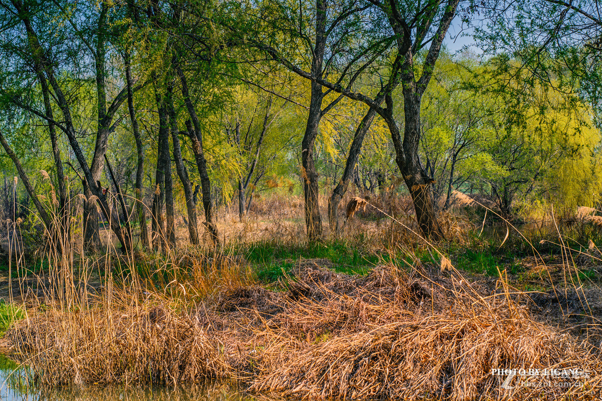 《灞河湿地的树林》