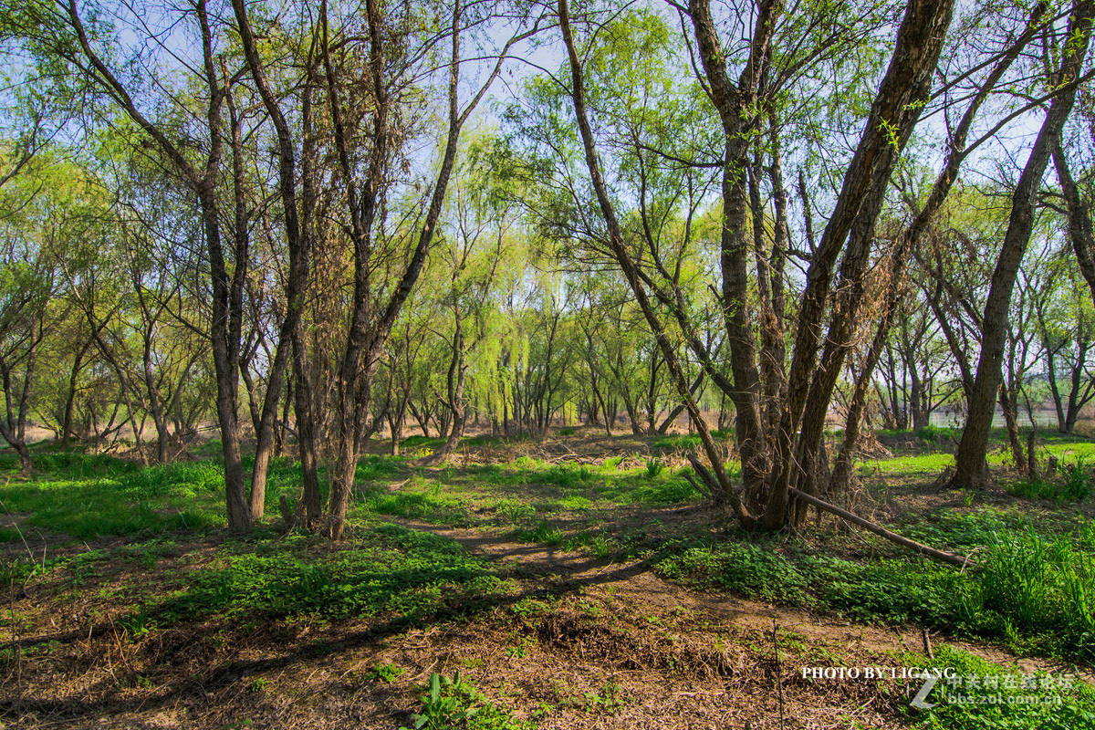 《灞河湿地的树林》