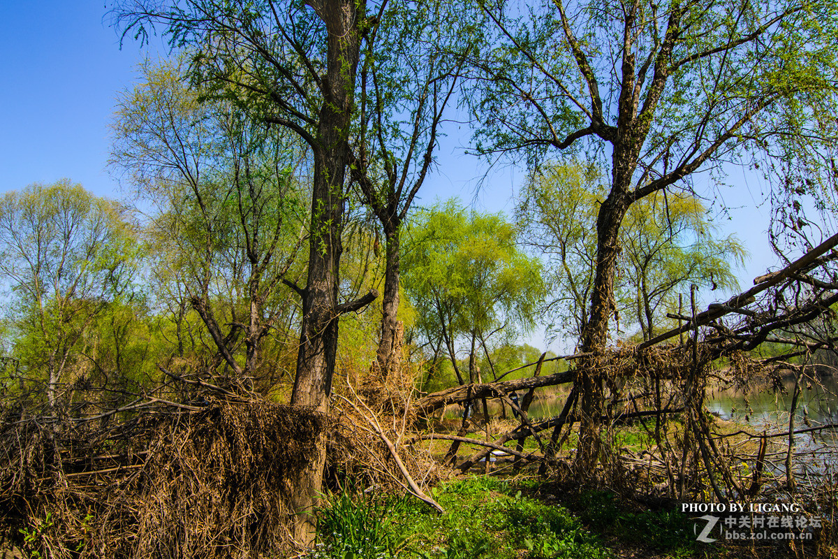《灞河湿地的树林》
