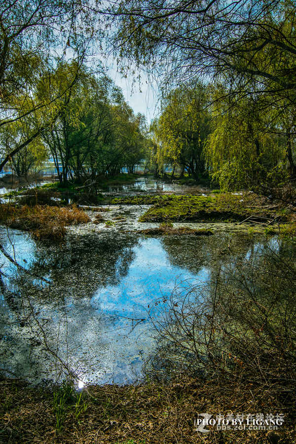 《灞河湿地的树林》