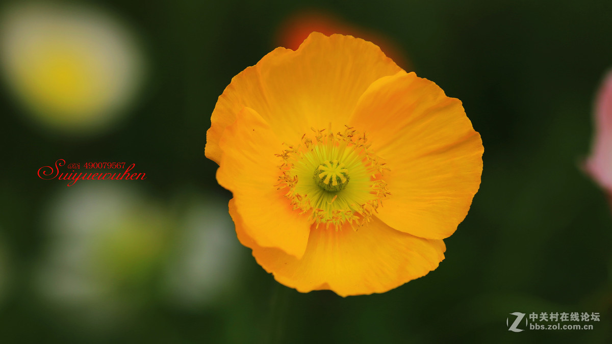 #佳能月赛-人间四月天#虞美人