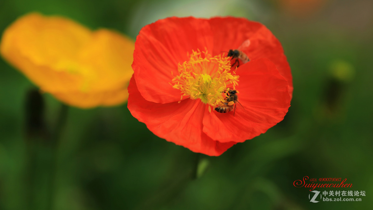 #佳能月赛-人间四月天#虞美人