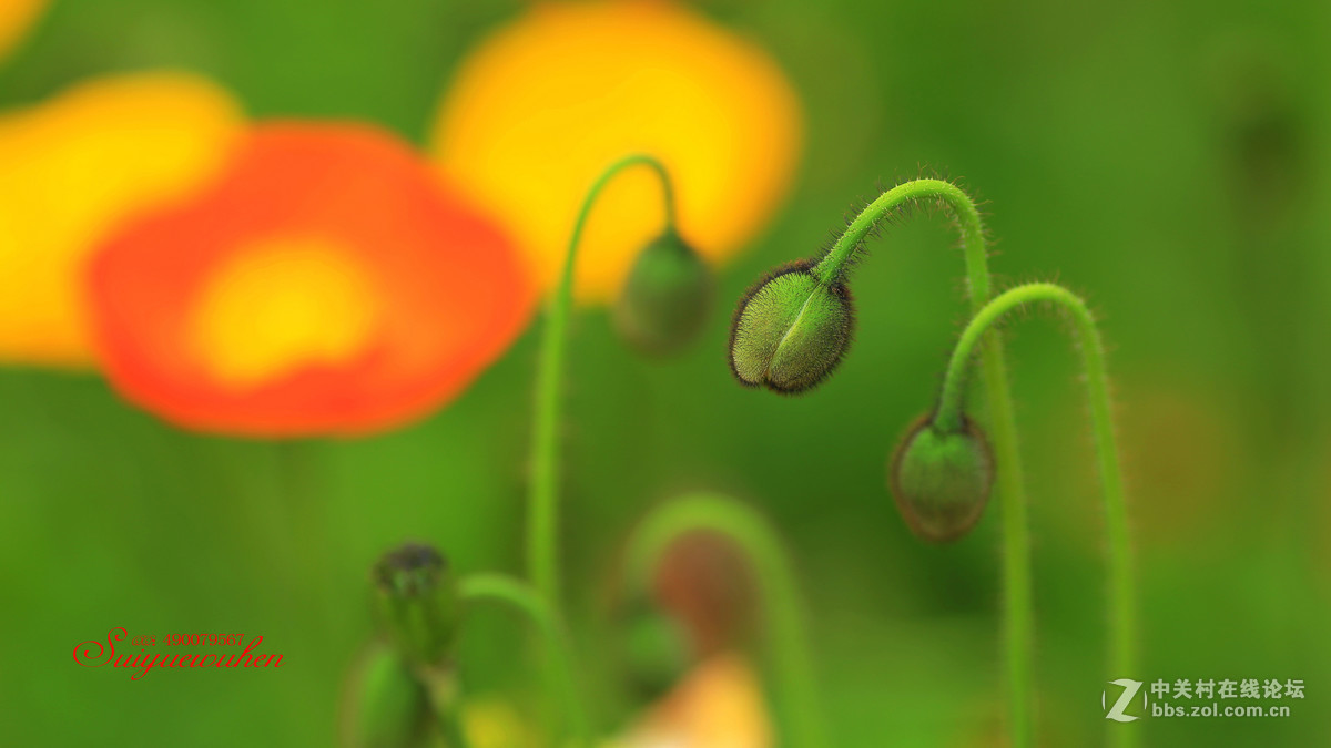 #佳能月赛-人间四月天#虞美人