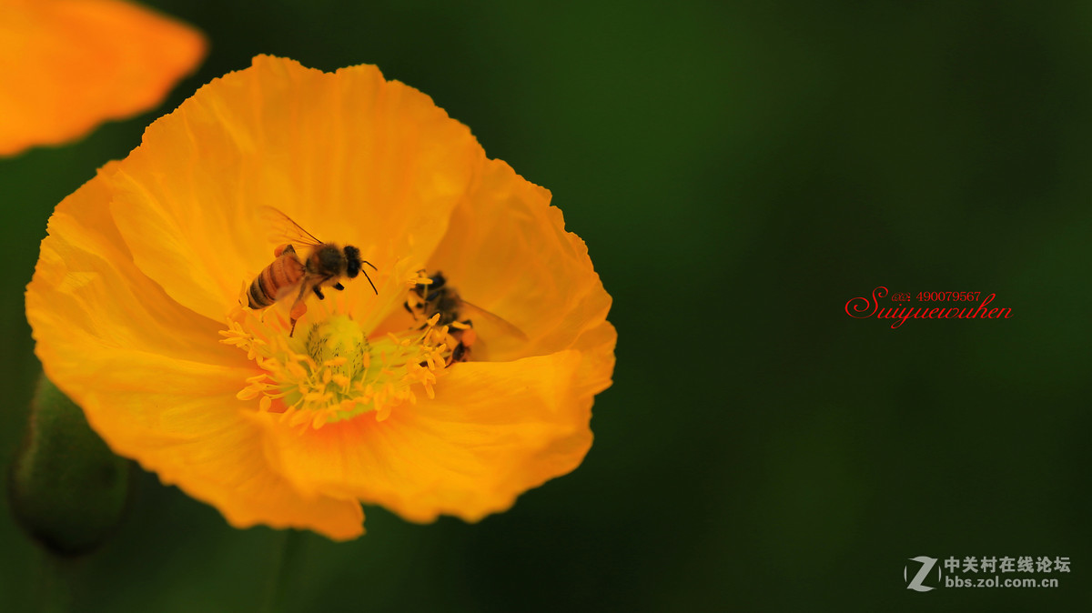 #佳能月赛-人间四月天#虞美人