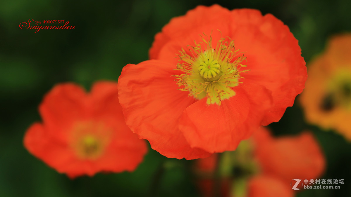 #佳能月赛-人间四月天#虞美人