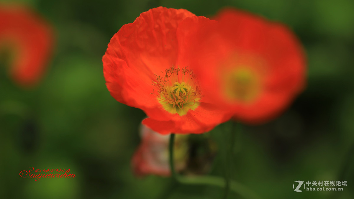 #佳能月赛-人间四月天#虞美人