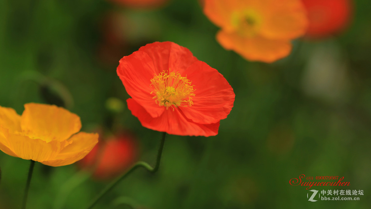 #佳能月赛-人间四月天#虞美人