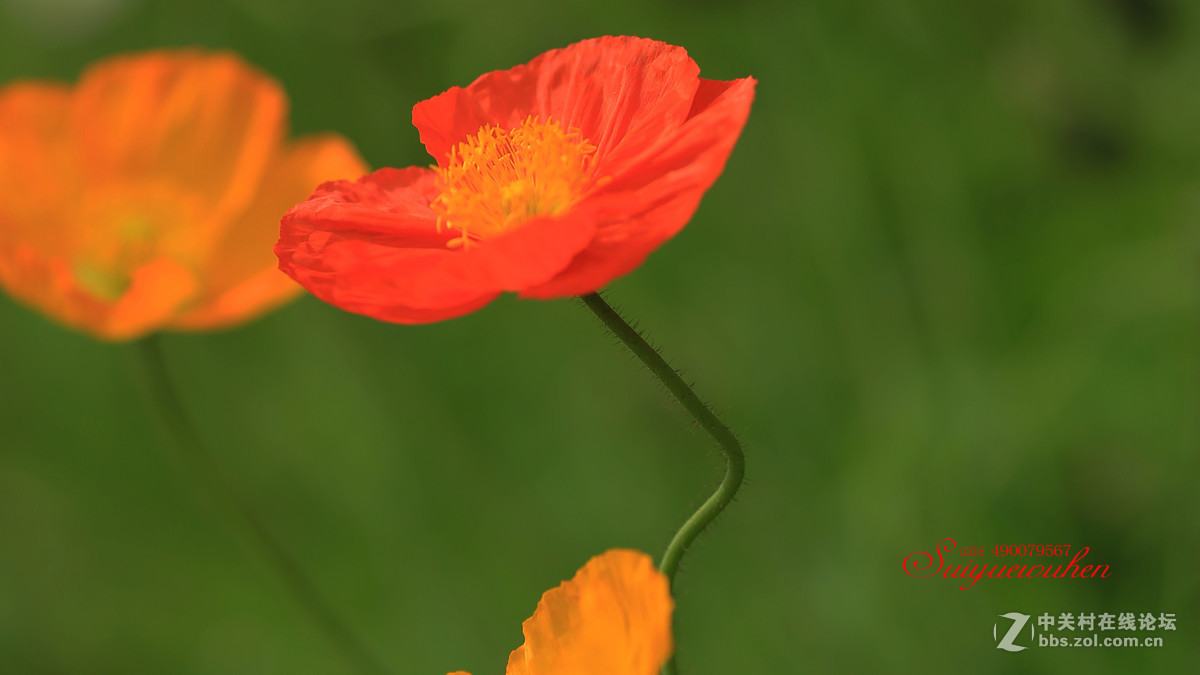 #佳能月赛-人间四月天#虞美人