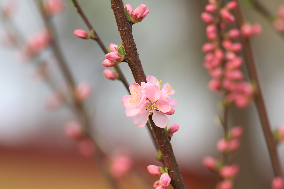 #ZOL月赛-春暖花开#春临龙潭