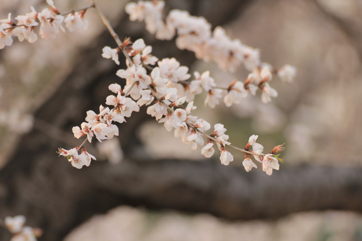#ZOL月赛-春暖花开#春临龙潭