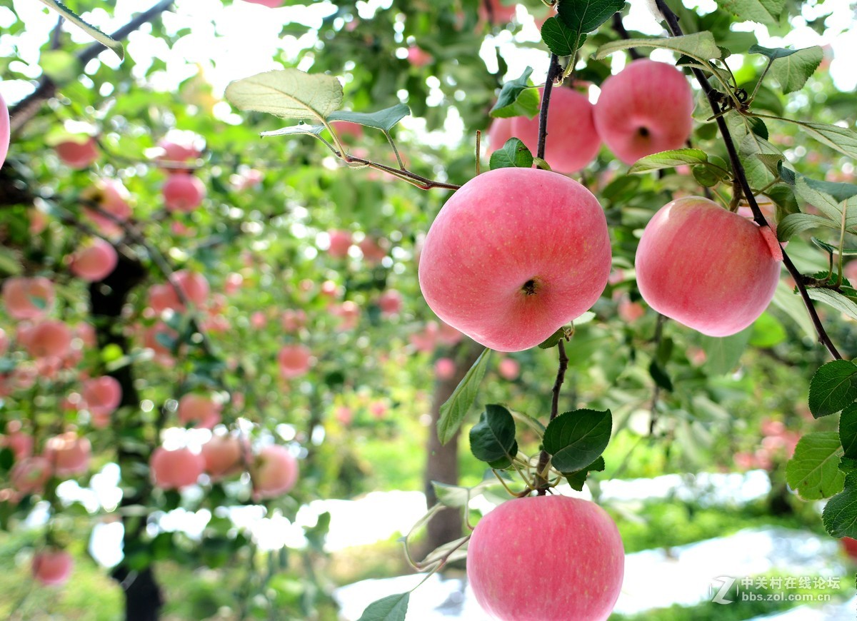 苹果熟了