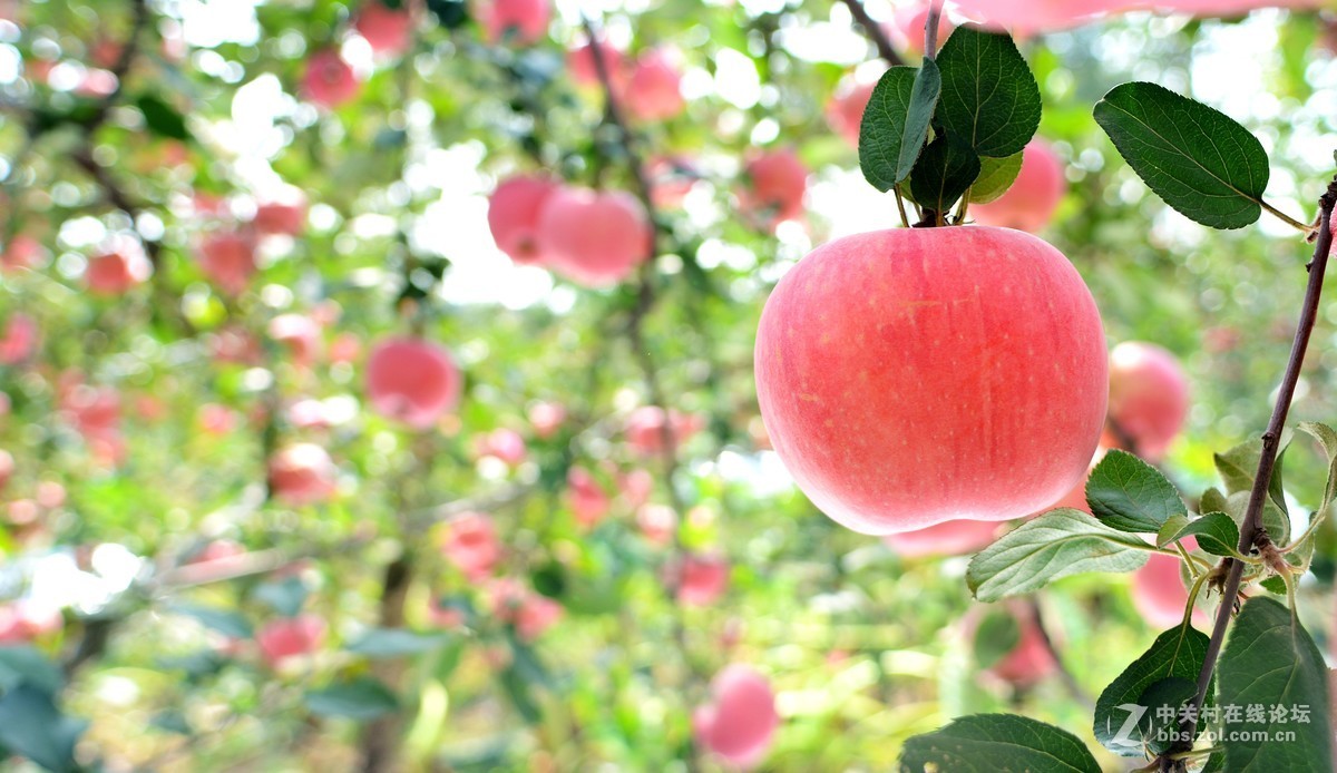 苹果熟了