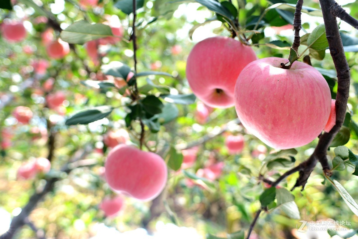 苹果熟了