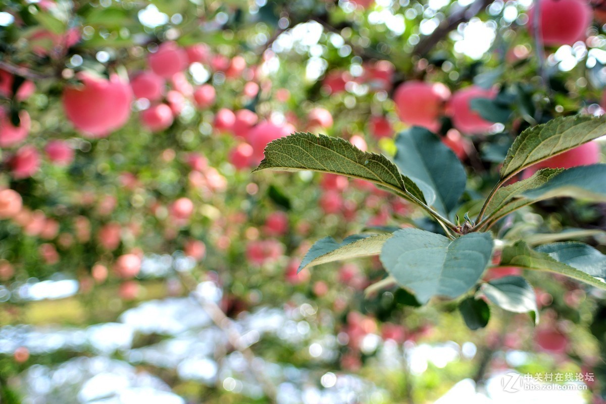 苹果熟了