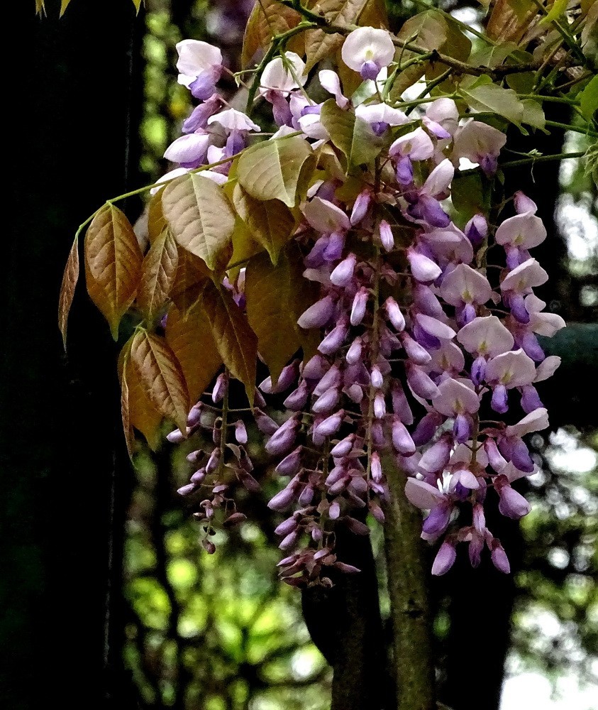 渤公岛盛开的紫藤花