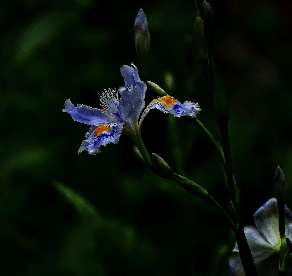 渤公岛盛开的紫藤花