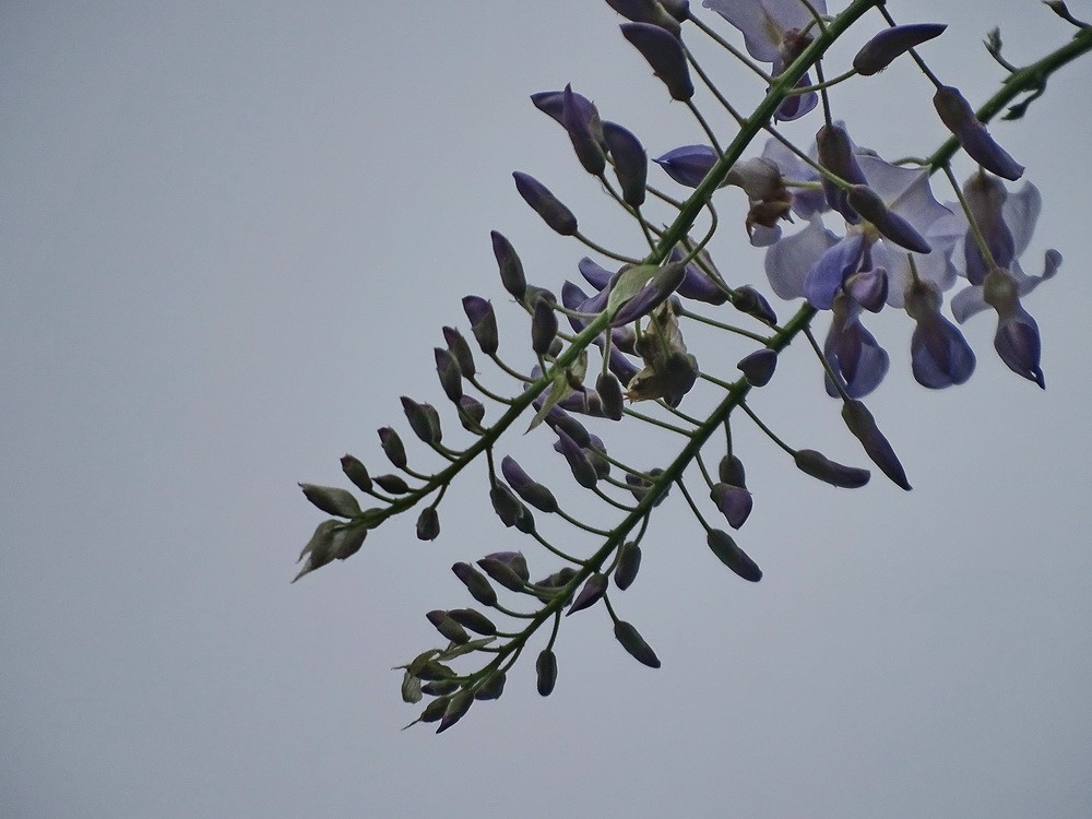 渤公岛盛开的紫藤花