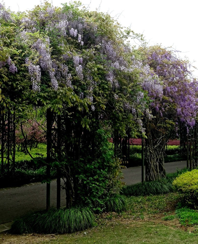 渤公岛盛开的紫藤花