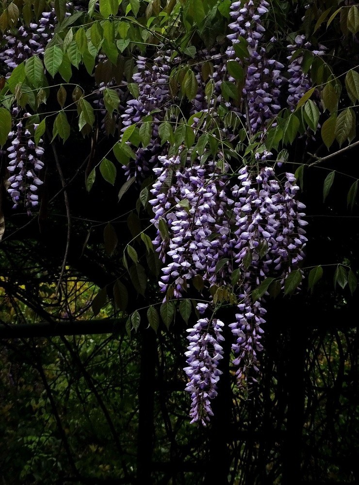 渤公岛盛开的紫藤花