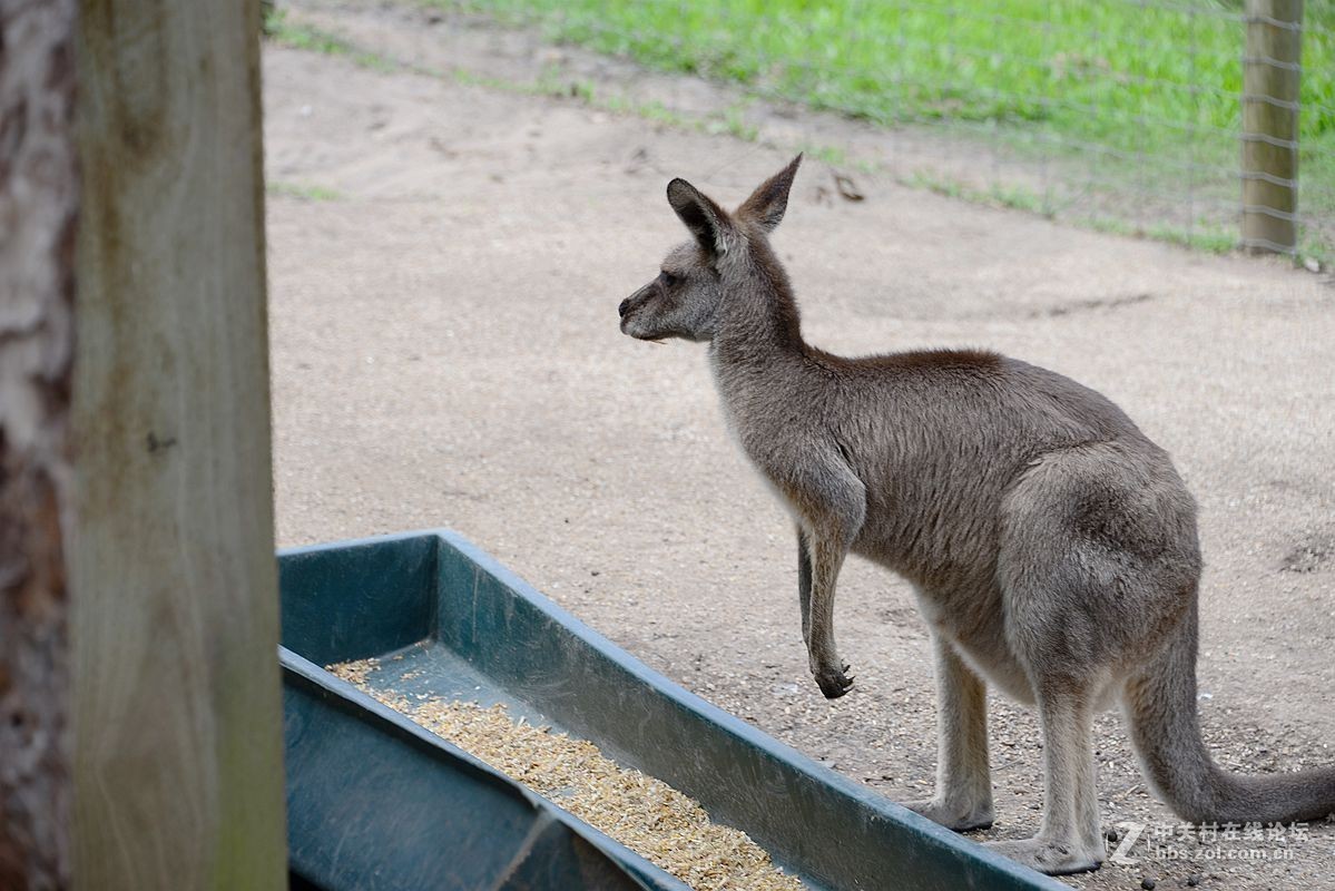 澳洲游之51布里斯班天堂农庄袋鼠图片去长沙论坛学习