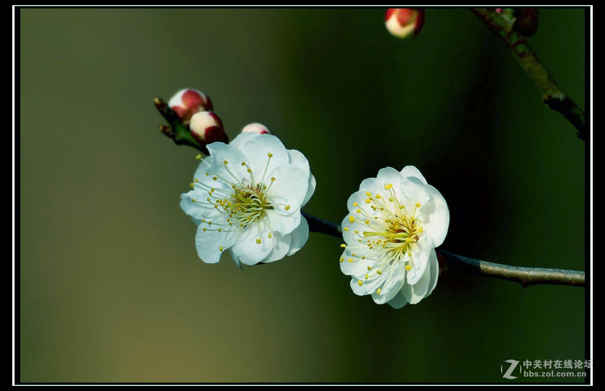 白梅花二