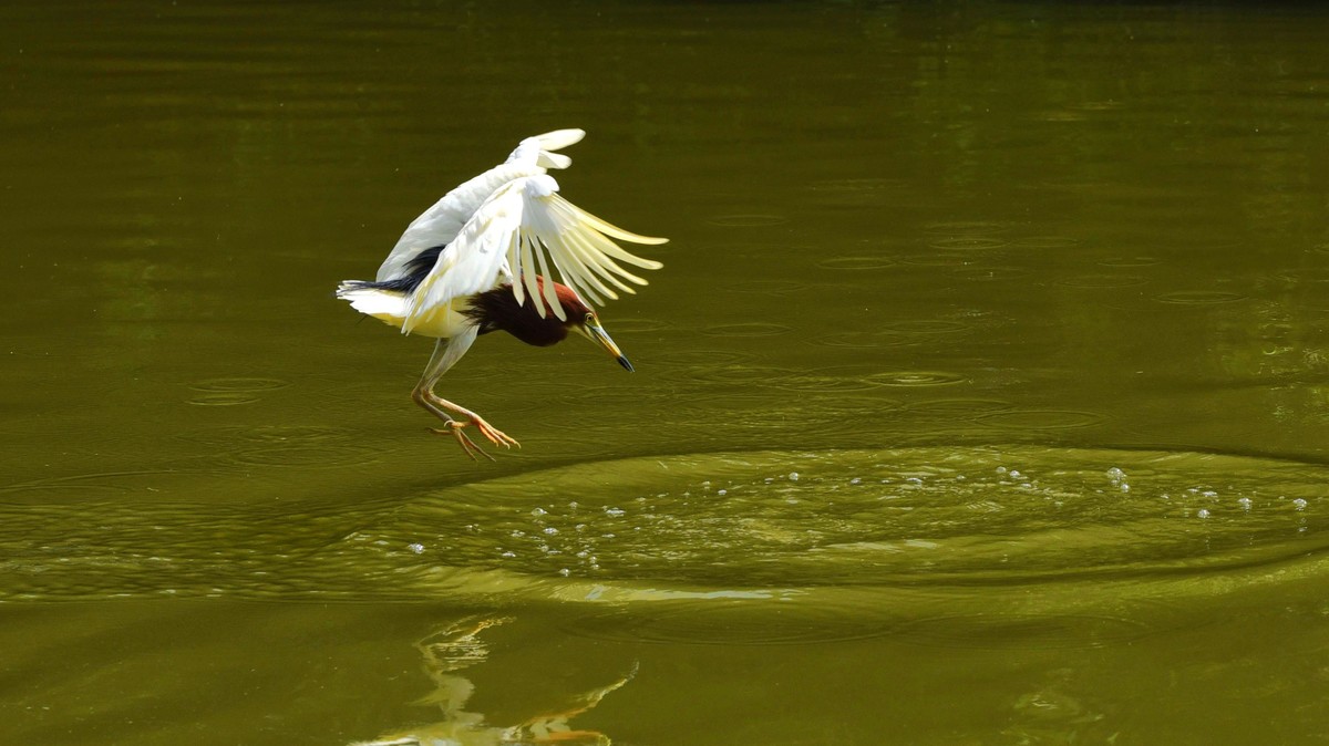 【赏鹭（7）】池鹭到嘴边的鱼儿溜了