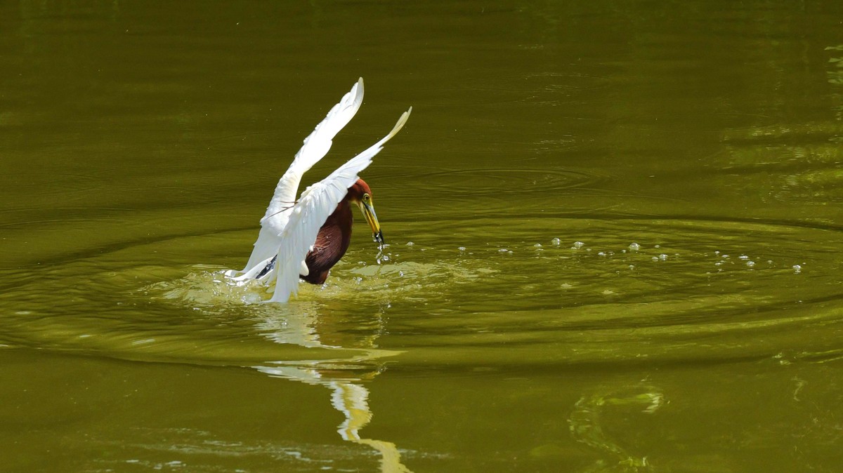 【赏鹭（7）】池鹭到嘴边的鱼儿溜了