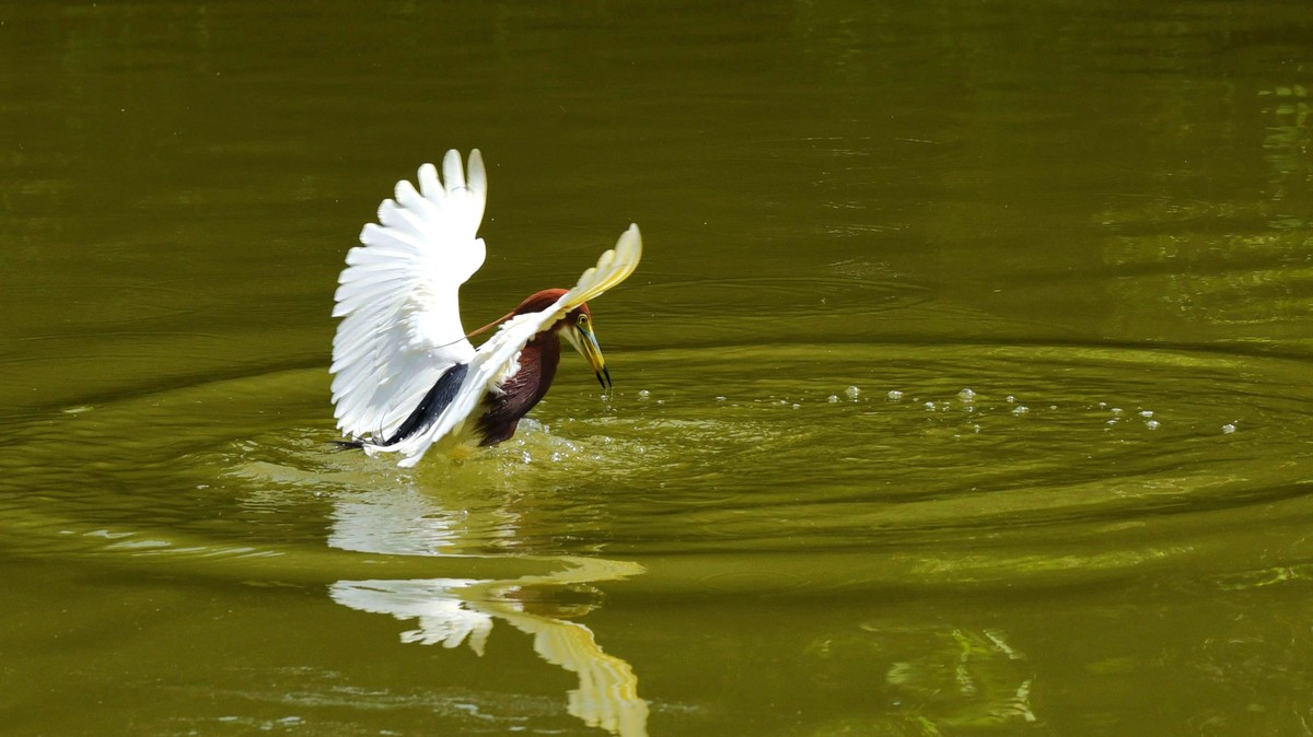 【赏鹭（7）】池鹭到嘴边的鱼儿溜了