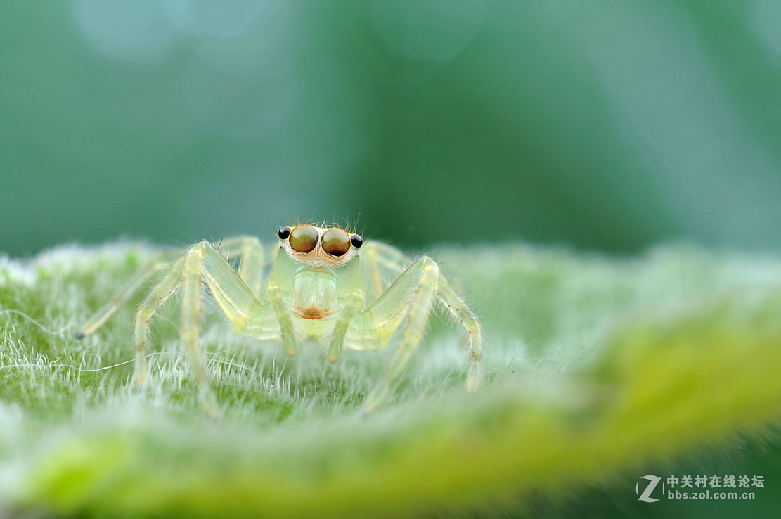 千虫百态87白斑艾普蛛2