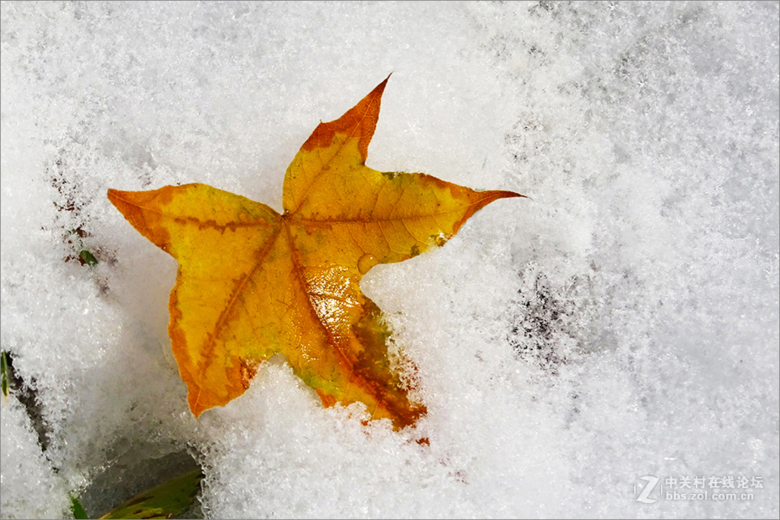 【  雪 中 枯 叶  】