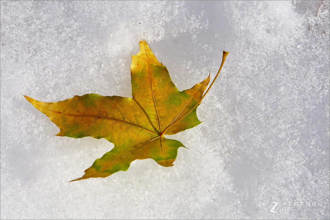 【  雪 中 枯 叶  】