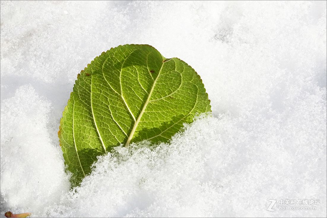 【  雪 中 枯 叶  】