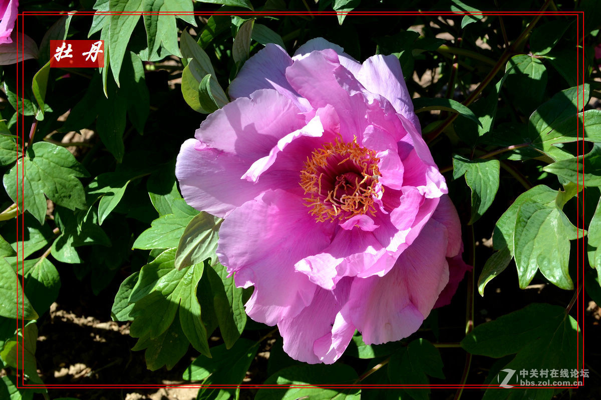 “妫州牡丹园”里拍牡丹