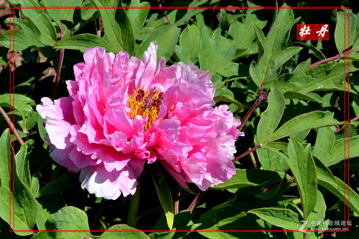 “妫州牡丹园”里拍牡丹