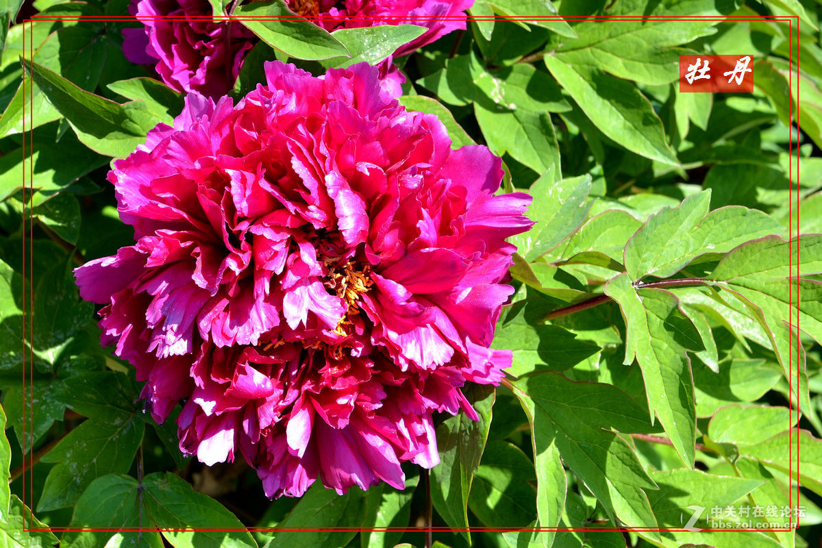 “妫州牡丹园”里拍牡丹