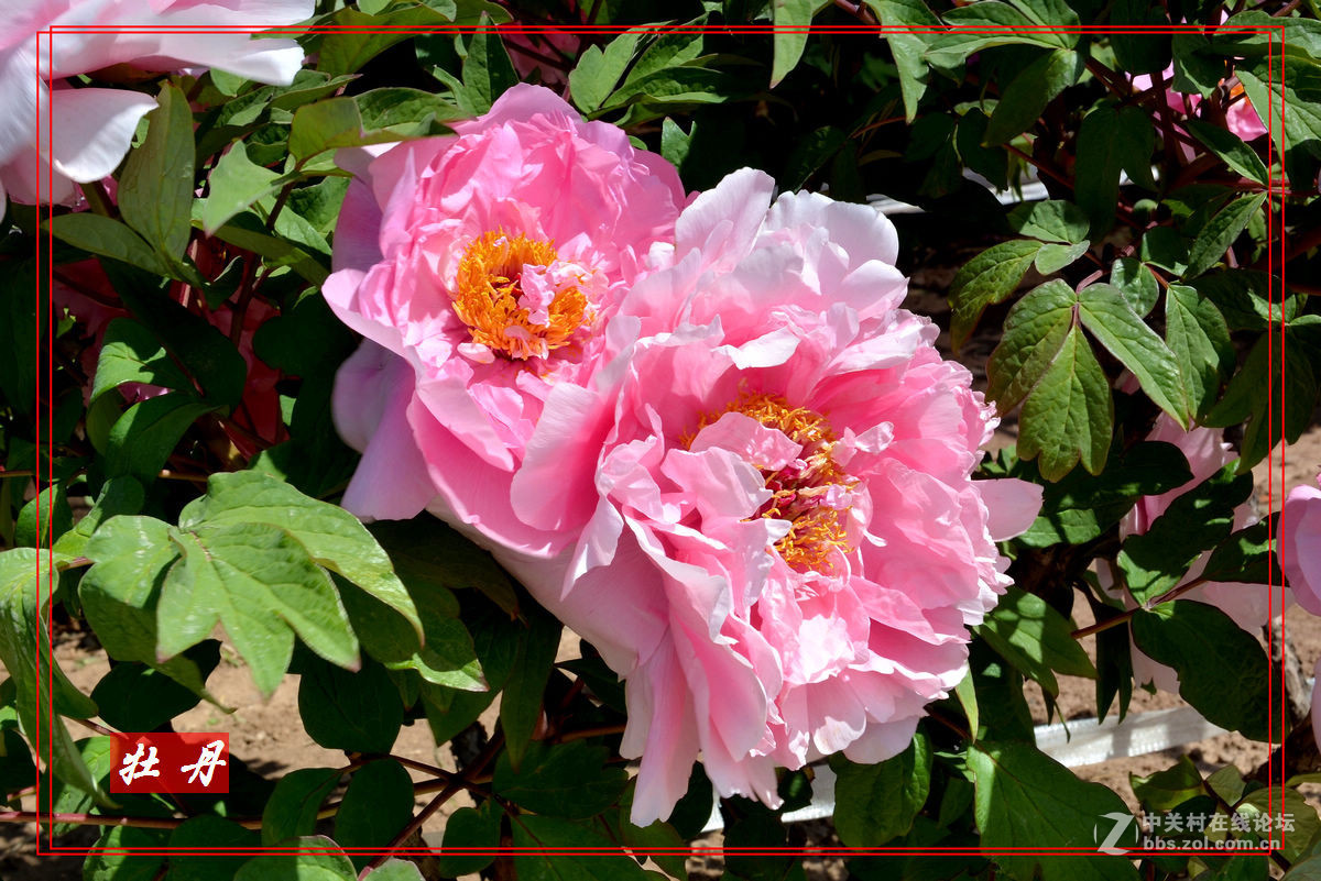 “妫州牡丹园”里拍牡丹