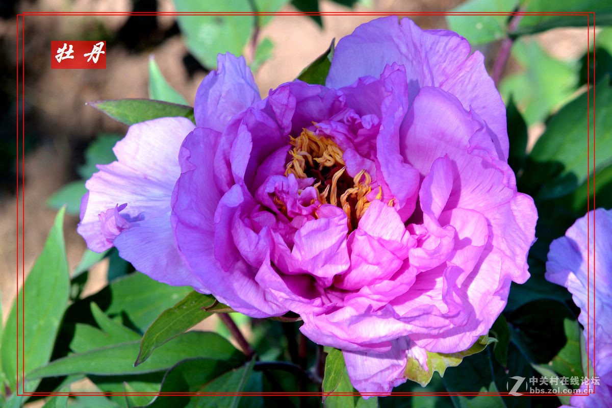 “妫州牡丹园”里拍牡丹