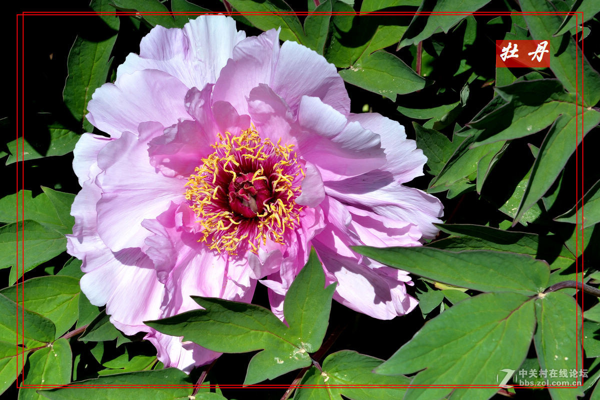 “妫州牡丹园”里拍牡丹