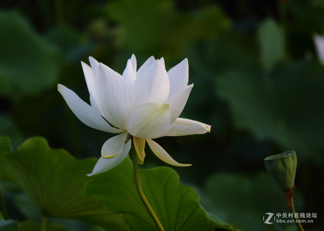 君子风度-中关村在线摄影论坛