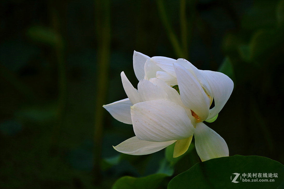 君子风度-中关村在线摄影论坛