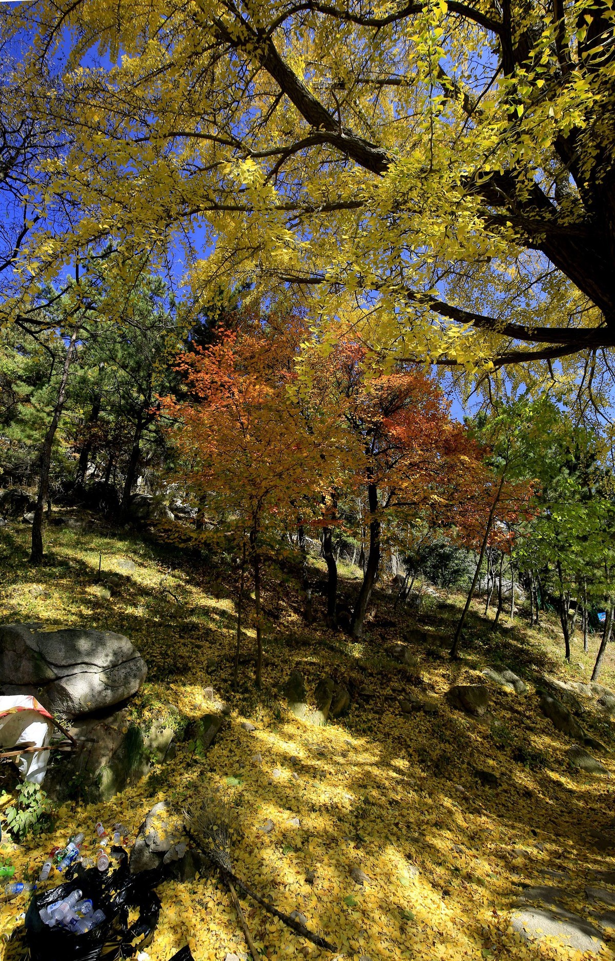 【   深秋崂山蔚竹庵   银杏古树逾千年   】