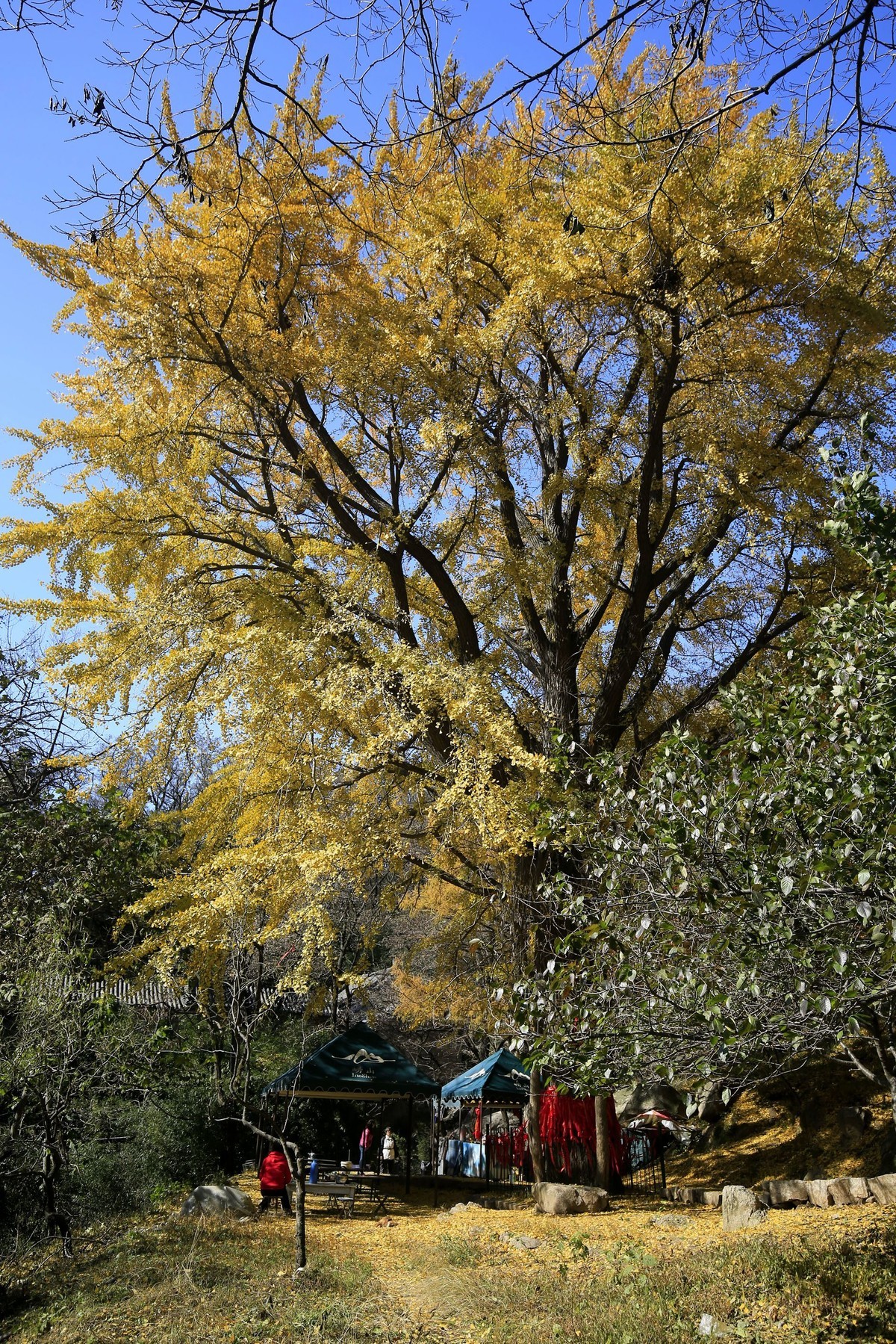 【   深秋崂山蔚竹庵   银杏古树逾千年   】
