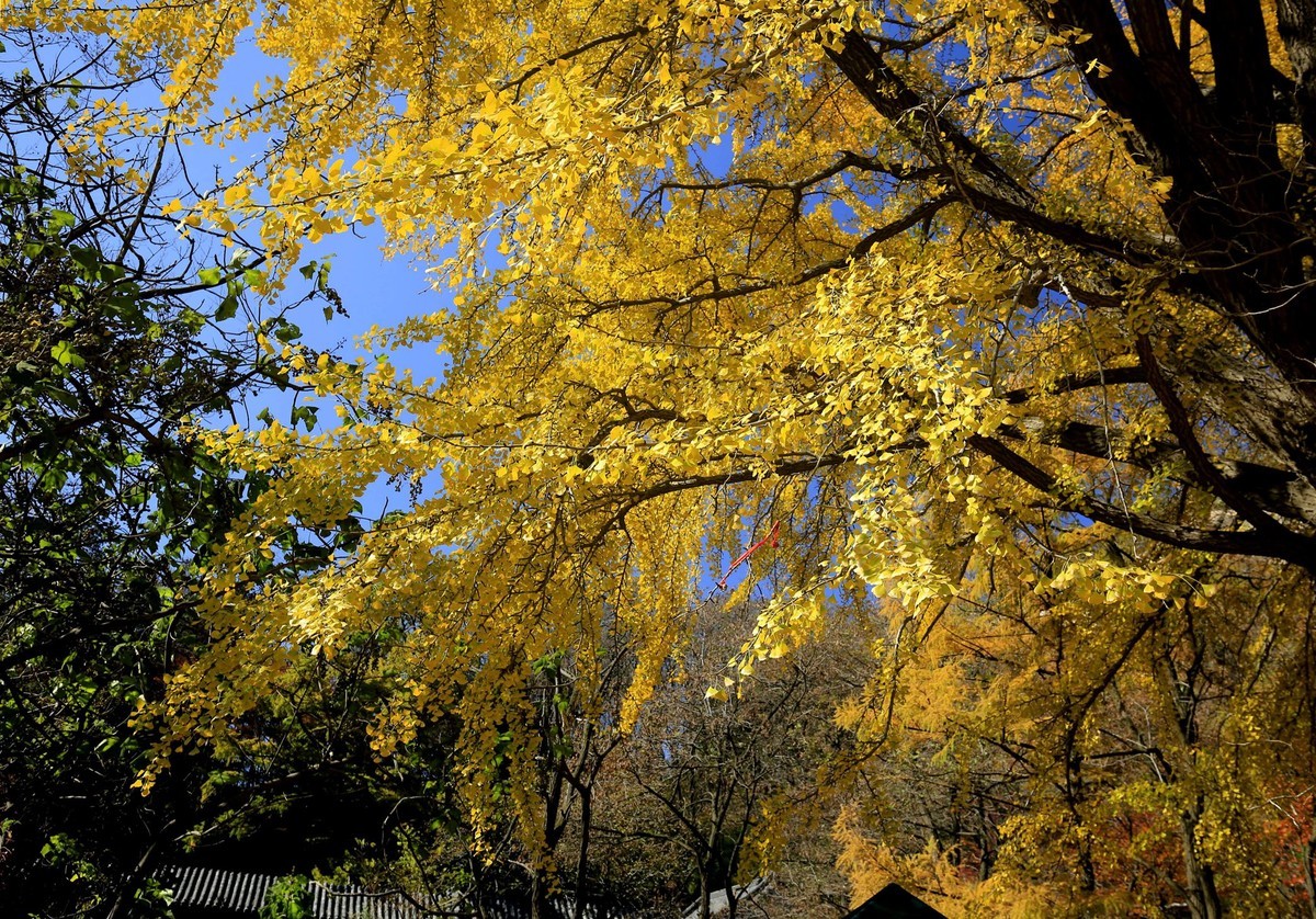 【   深秋崂山蔚竹庵   银杏古树逾千年   】