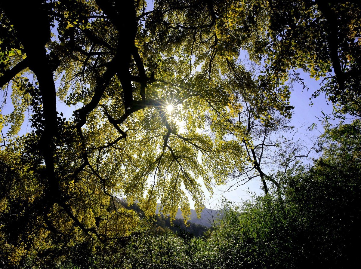 【   深秋崂山蔚竹庵   银杏古树逾千年   】