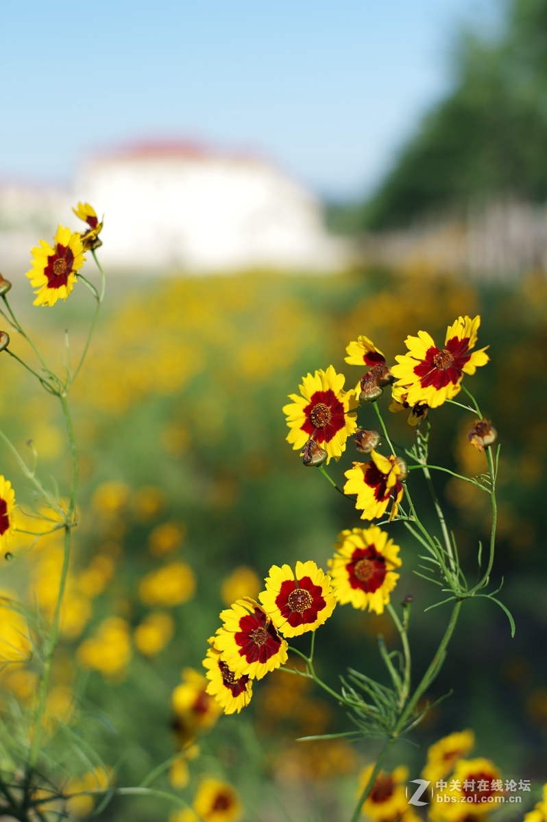 早晨花儿迎着阳光开放
