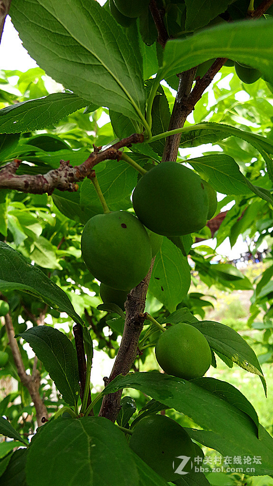 【校园里的李子树】随拍-中关村在线摄影论坛