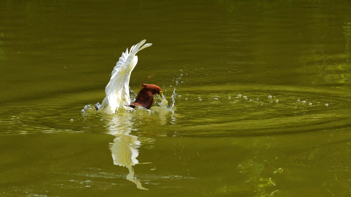 【赏鹭（7）】池鹭到嘴边的鱼儿溜了